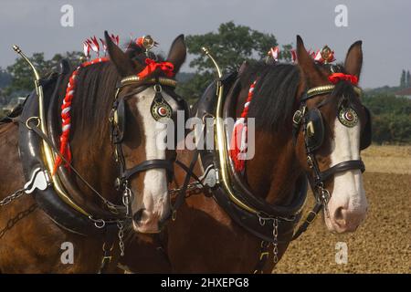 Une paire de chevaux shire reposant après avoir tiré une charrue Banque D'Images