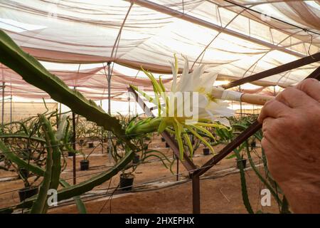 Le fruit du dragon ou le pollen artificiel de Selenicereus undatus. Banque D'Images