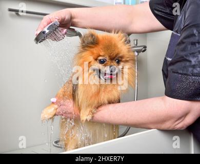 Gros plan d'un adorable chien de Poméranie mouillé qui se délaque dans un salon de toilettage Banque D'Images