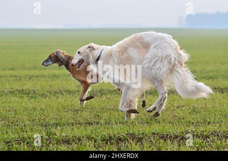 Magnifique chien borzoï russe avec un bus greyhound de Saluki ou Kazakh, Tazi, sur fond rural Banque D'Images