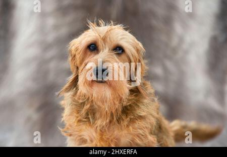 Portrait d'un beau dachshund à poil dur jaune sur fond gris Banque D'Images