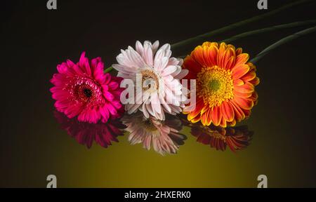 De belles fleurs de gerbera sont reflétées dans le verre. Gros plan de fleurs sur fond sombre. Banque D'Images