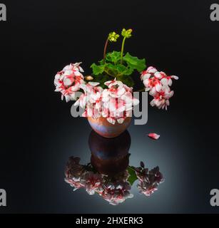 Bouquet de géraniums fleuris dans un vase en céramique sur fond sombre. Réflexion de fleurs en verre. Banque D'Images