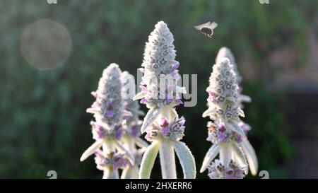 Fleurs de Stachys byzantina avec abeille Banque D'Images