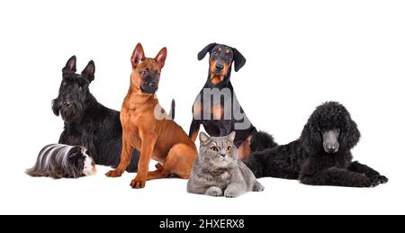 Groupe de différents animaux isolés sur fond blanc. Cobaye, chat britannique, Scotch terrier, Thai Ridgeback, Standard Candle et German Pinscher. Banque D'Images