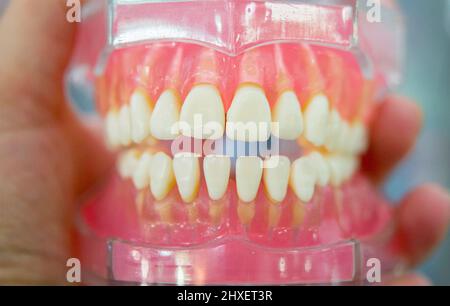 modèle des dents humaines de la mâchoire humaine Banque D'Images