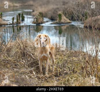 Beau chien borzoï Saluki ou kazakh grayhounds Tazy debout sur un fond de rive de rivière Banque D'Images