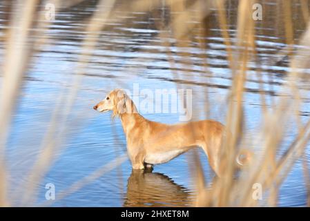 Beau chien borzoï Saluki ou kazakh grayhounds Tazy debout dans l'eau sur un fond de rive de rivière Banque D'Images