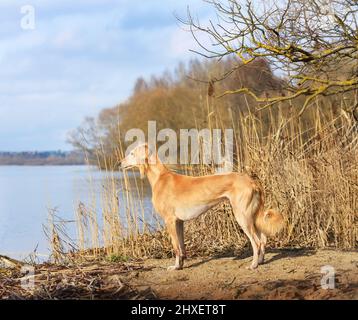 Beau chien borzoï Saluki ou kazakh grayhounds Tazy debout sur un fond de rive de rivière Banque D'Images