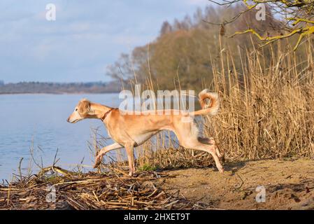 Beau chien borzoï Saluki ou kazakh grayhounds Tazy sautant dans l'eau sur un fond de rive de rivière Banque D'Images