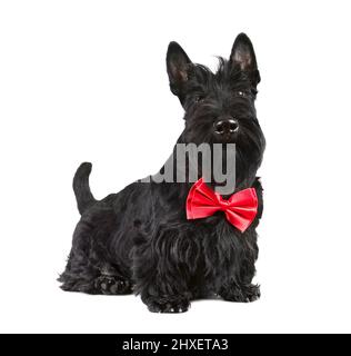 Chiot de six mois de Scotch terrier dans une cravate rouge sur fond blanc Banque D'Images