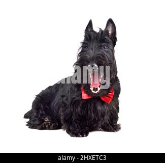 Portrait d'un chiot Scotch terrier noir ébarde isolé sur fond blanc Banque D'Images