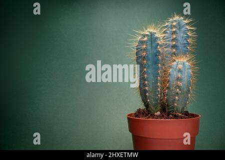 Vue rapprochée d'un cactus dans le pot sous la lumière en face d'un fond vert. Naturel, cactus, maison Banque D'Images