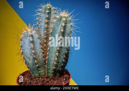 Vue rapprochée d'un cactus sous la lumière en face d'un arrière-plan jaune-bleu. Naturel, cactus, maison Banque D'Images