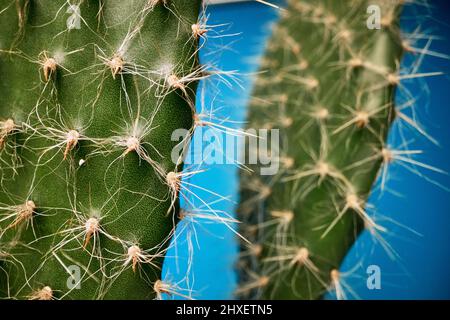 Vue macro sur les barbes de cactus sous la lumière devant un arrière-plan bleu. Naturel, cactus, maison Banque D'Images