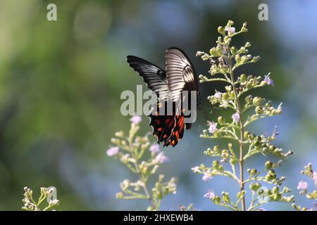 Un papillon noir qui vole autour de quelques fleurs de lavande Banque D'Images