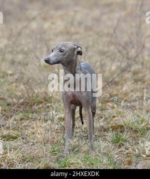 Greyhound italien debout sur un fond rural Banque D'Images