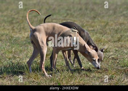 Deux chiens Greyhound italiens sur un fond rural Banque D'Images