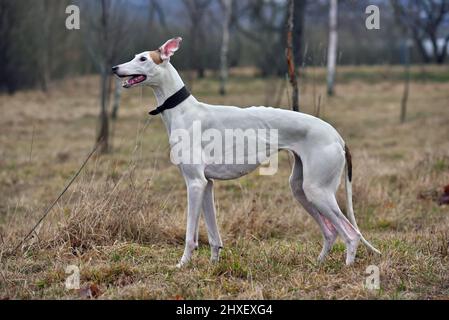 Chien Greyhound blanc debout sur un fond rural Banque D'Images