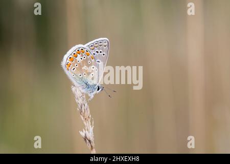 Papillon bleu commun (Polyommatus icarus) adulte mâle perché dans un pré. Powys, pays de Galles. Août. Banque D'Images