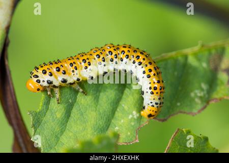 Grande larve de la mouche des roses (Arge ochropus) se nourrissant d'une rose dans un jardin. Powys, pays de Galles. Septembre. Banque D'Images