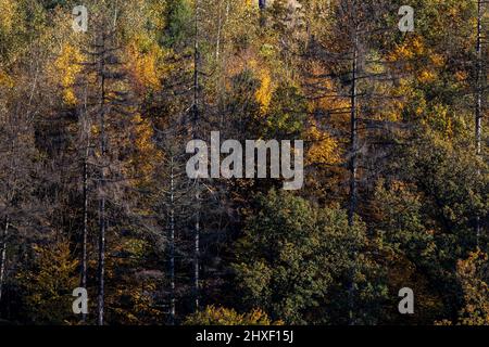 De belles forêts automnales allumé par des fin d'après-midi Banque D'Images