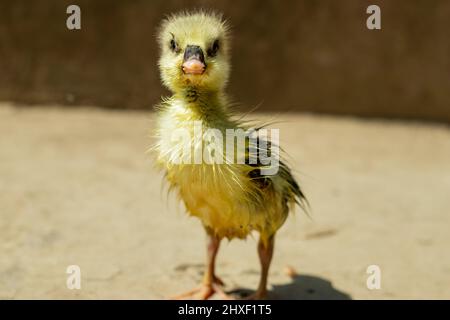 Un bébé canard est debout au soleil prenant un bain. Le cygne ou le roi est un oiseau de la famille Anatidae. La viande d'oie de Raj est très saine et délicieuse Banque D'Images