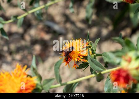 Une abeille assise sur une fleur de safran orange collecte le miel. Le carthame est souvent planté pour la culture du miel Banque D'Images