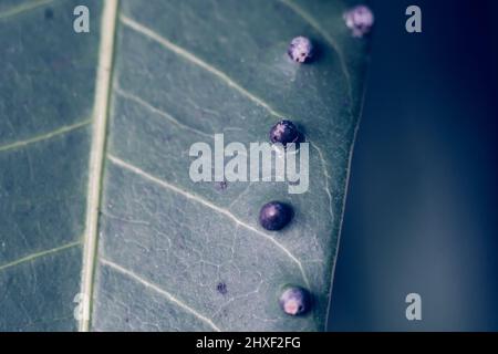 La précision de la forme de la balle des larves DE BANNIÈRE abstraite des œufs d'insectes repose sur la beauté le long du bord de la surface de la feuille de plante verte.Incroyable macro faune nature monde Haut Banque D'Images