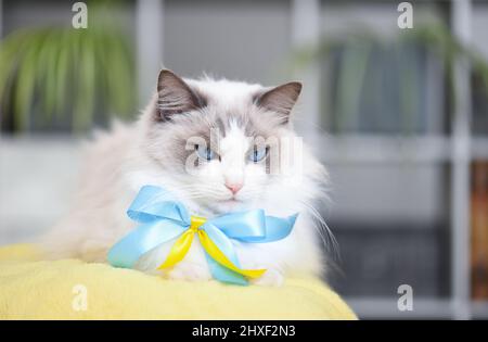Poupée ragdoll bicolore bleue avec yeux bleus et ruban bleu et jaune dans une pièce lumineuse. Banque D'Images