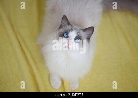 Chat bicolore bleu Ragdoll avec des yeux bleus et une fourrure douce et moelleuse couché sur une couverture jaune et regardant l'appareil photo. Banque D'Images