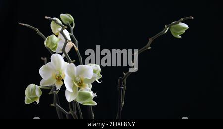 Belles fleurs d'orchidées blanches, isolées sur fond sombre. Banque D'Images