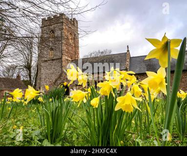 Jonquilles printanières dans le cimetière de Saint-Pierre et Saint-Paul à Over Stowey dans le Somerset de Quantock Hills au Royaume-Uni Banque D'Images