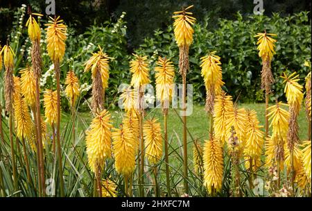 Kniphofia jaune frappant ou Red-Hot Poker dans une frontière herbacée à Waterperry Gardens dans Oxfordshire Royaume-Uni Banque D'Images