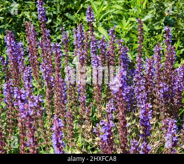 Des flèches violettes frappantes de Salvia nemorosa dans une bordure herbacée d'un jardin anglais de campagne Royaume-Uni Banque D'Images