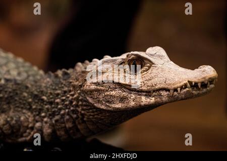 Caiman gros plan alligator. Banque D'Images