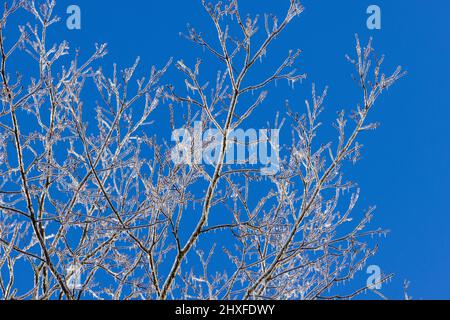 Branches d'arbres après une tempête de verglas de février dans le nord du Wisconsin. Banque D'Images