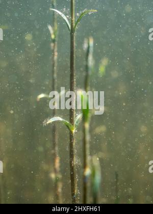 Tiges et feuilles sous-marines de plantes aquatiques touffetées et déloostées Banque D'Images