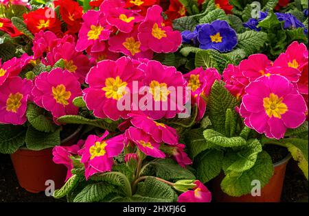 Primula vulgaris Primula aculis rose gros plan Banque D'Images