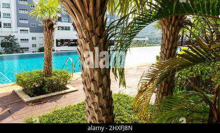 jardin des arbres de plam près de la piscine, piscine d'eau propre dans la copropriété vue sur le toit, jardin dans l'hôtel et piscine Banque D'Images