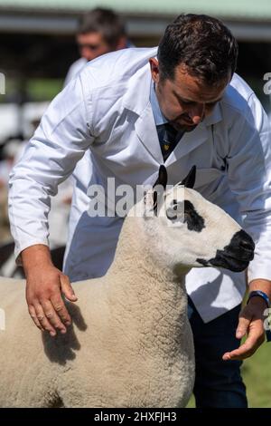 Exposants au Great Yorkshire Show montrant leur bétail au salon de 2021, Harrogate, North Yorkshire, Royaume-Uni. Banque D'Images