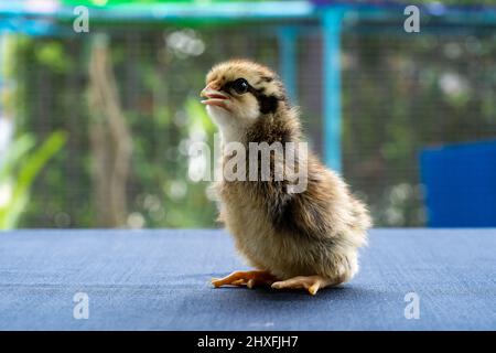 Bébé Mini Wyandotte Chick sur toile bleue couverture de table avec jardin vert bokeh flou arrière-plan. Banque D'Images