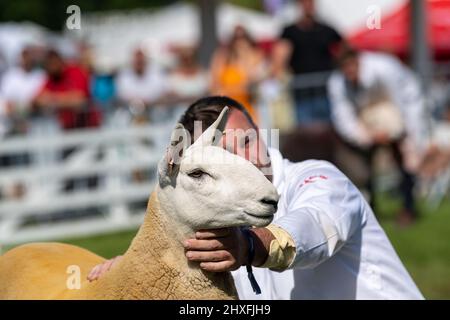 Exposants au Great Yorkshire Show montrant leur bétail au salon de 2021, Harrogate, North Yorkshire, Royaume-Uni. Banque D'Images