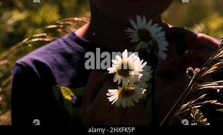 Bouquet de pâquerettes . Créatif. Un garçon dans sa main avec des pâquerettes qui est debout et triant des pétales de fleur dans un champ qui est visible de derrière avec Banque D'Images