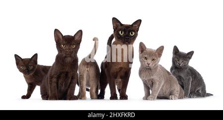 Famille de 5 chatons birmans avec mère dans des couleurs différentes, assis les uns à côté des autres. Tout en regardant vers l'appareil photo. Isolé sur un fond blanc Banque D'Images