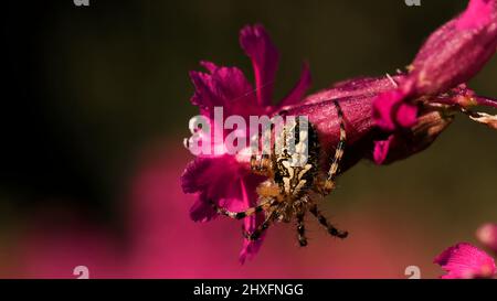 Une grande araignée qui s'assoit avec son dos avec un joli motif. Créatif. Une grande belle araignée sur un petit bouton de fleur rose Banque D'Images