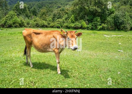 Une vache indienne dans un champ vert. Un jeune veau mangeant de l'herbe verte. Une vache à Rudranath uttarakhand trek Banque D'Images