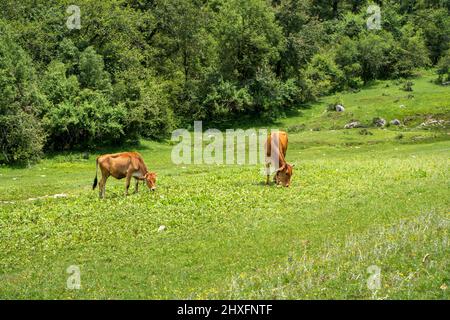 Vache en montagne broutant les champs verts. Vache d'uttarakhand mangeant de l'herbe Banque D'Images