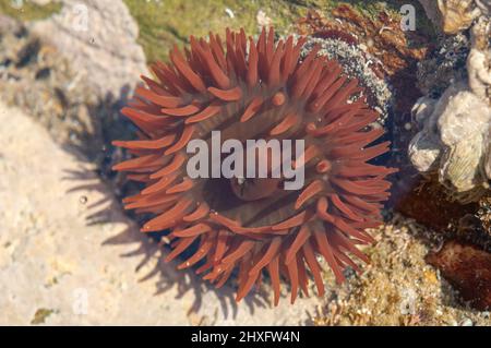 Beadlet anemone (Actinia equina) à rockpool, pays de Galles, Royaume-Uni Banque D'Images