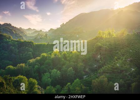 Bologback de Prosecco Hills, paysage sauvage avec vignobles escarpés au coucher du soleil.Patrimoine mondial de l'UNESCO.Farra di Soligo.Vénétie, Italie, Europe. Banque D'Images